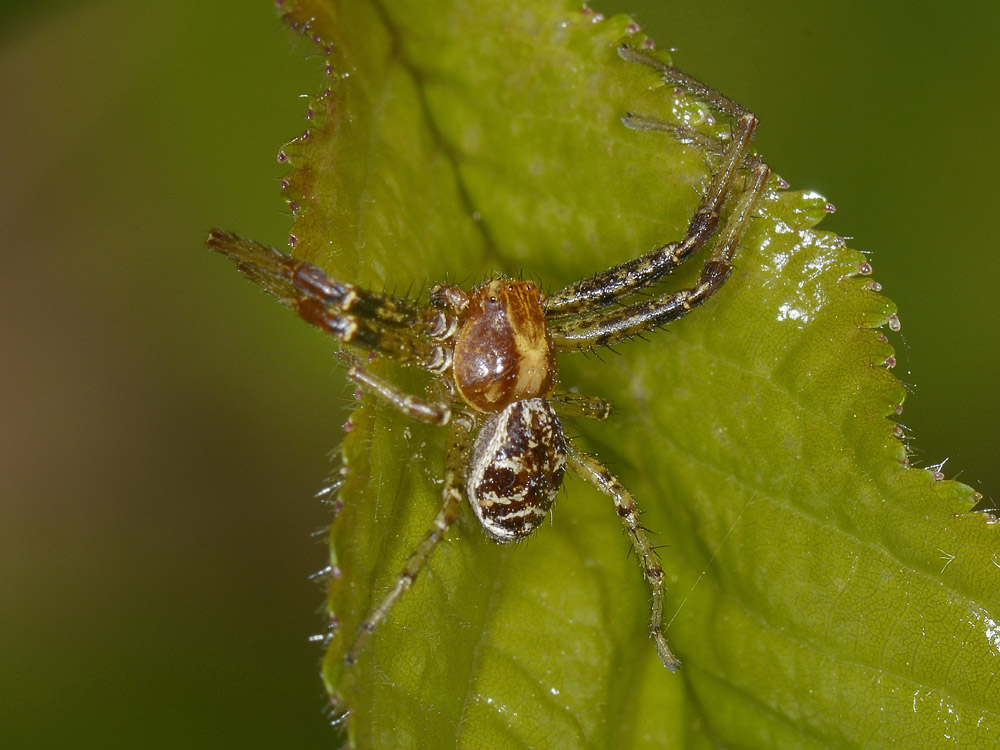 Xysticus lanio - Avigliana (TO)